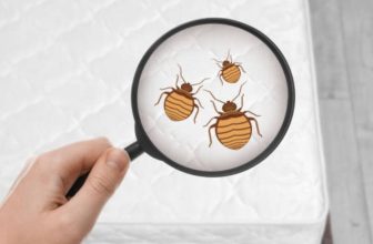 Cope with Bed Bug Anxiety