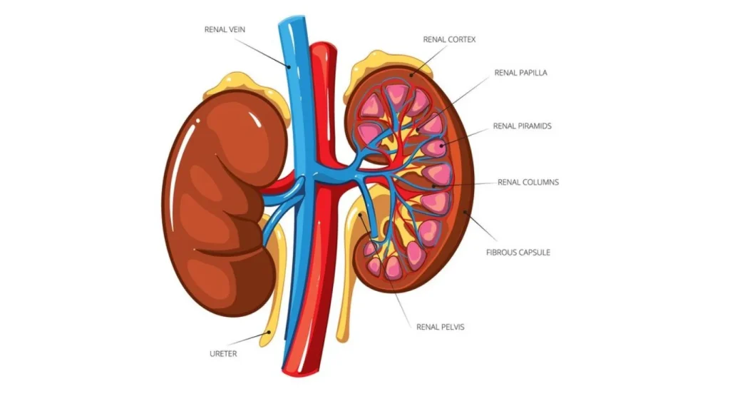 How to Flush Medication from Your Body