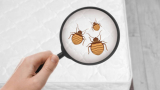 How to Cope with Bed Bug Anxiety ?